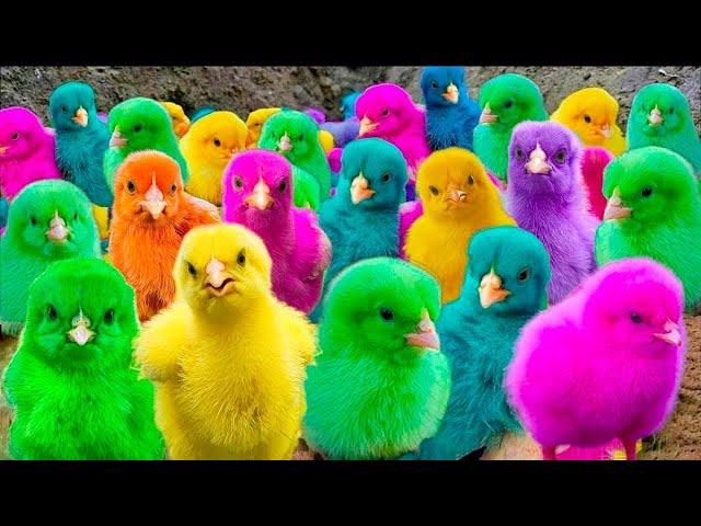 Menangkap ayam lucu, ayam warna warni, ayam rainbow, bebek, angsa, ikan hias, ikan cupang, Kelinci