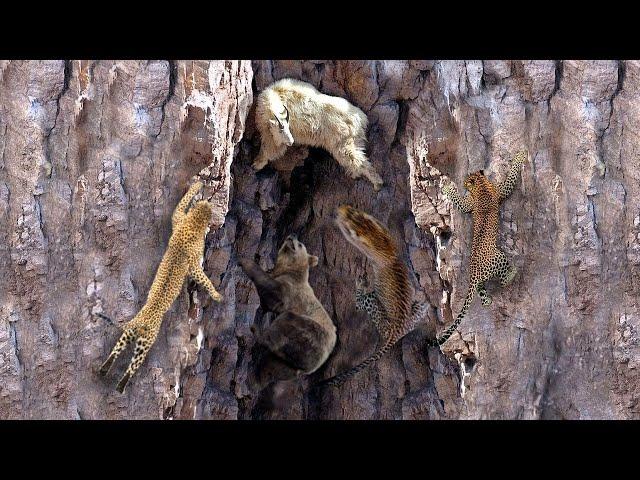 Solo 5 Depredadores Pueden Atrapar Con éxito a las Cabras De Montaña ¡Veamos Las Extremas Técnicas!