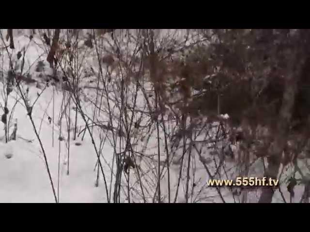 Жизнь в тайге на Дальнем Востоке. Часть 7. Охота на изюбря.