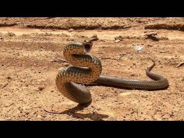 AUSTRALIAN EASTERN BROWN SNAKE(Pseudonaja textilis) DEFENSIVE BEHAVIOR EXPLAINED.