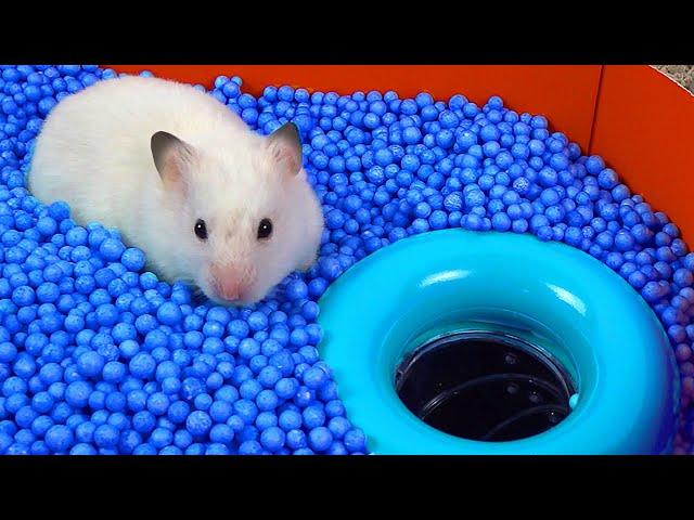  World's Largest Hamster Maze -Obstacle course!