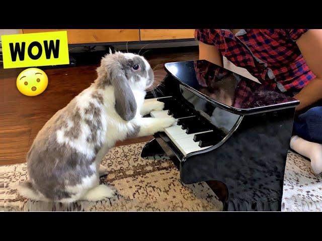 I taught my Rabbit Piano!