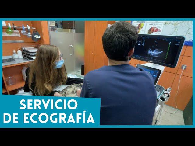 SERVICIO DE ECOGRAFÍA VETERINARIA 24H - HOSPITAL VETERINARIO PRIVET