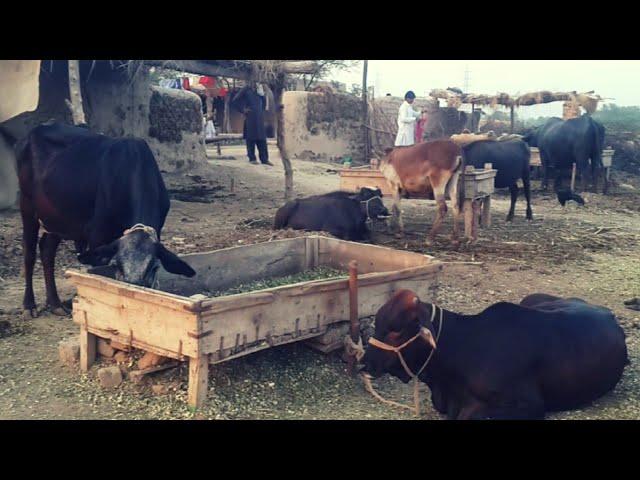 Punjab Village Routine | Traditional Village Life of Old Punjab | apnapunjabae