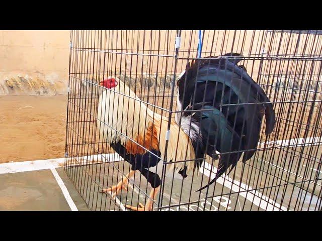 El Gallo Poultry Show