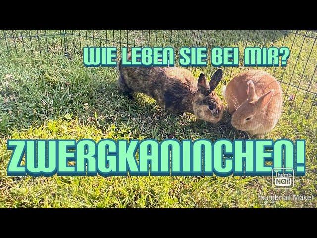 Zwergkaninchen! Wie leben Sie bei mir?⎮Simple Vero