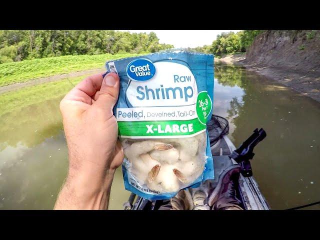 Fishing With Shrimp For BIG Catfish!