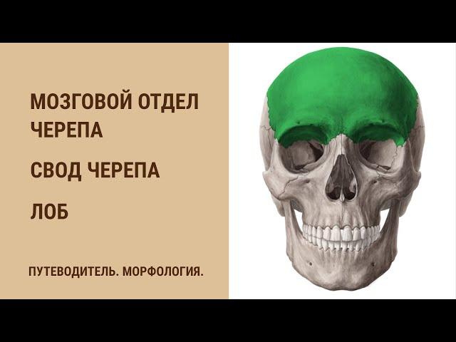 Мозговой отдел черепа. Свод черепа. Лоб.