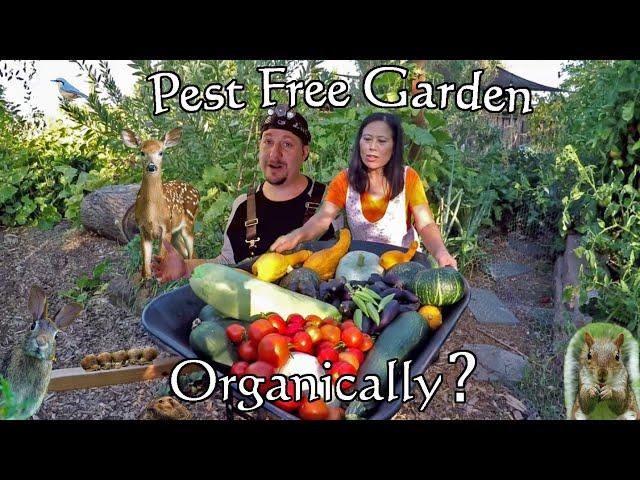 How To Grow A Pest Free Garden Using Only Organic Gardening Methods