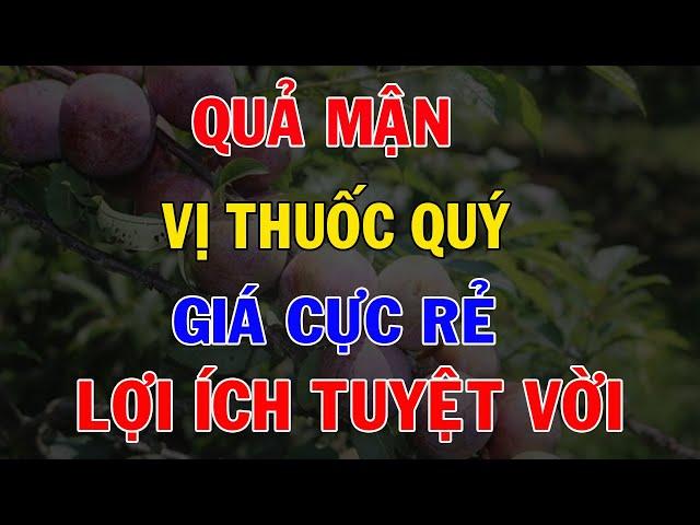 Trái Mận Nhỏ – Lợi Ích Lớn! Bí Quyết Sống Khỏe Mỗi Ngày Mà Không Cần Đến Thuốc