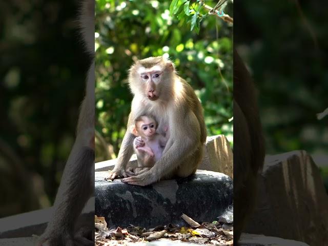 Life of Baboons – Magical Moments of Baboons in Their Natural Habitat
