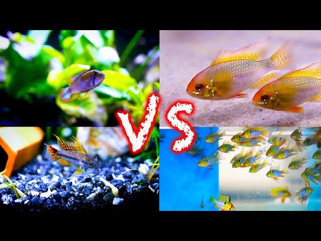 Ram Cichlids vs Apistogramma CIchlids: Which is Best?