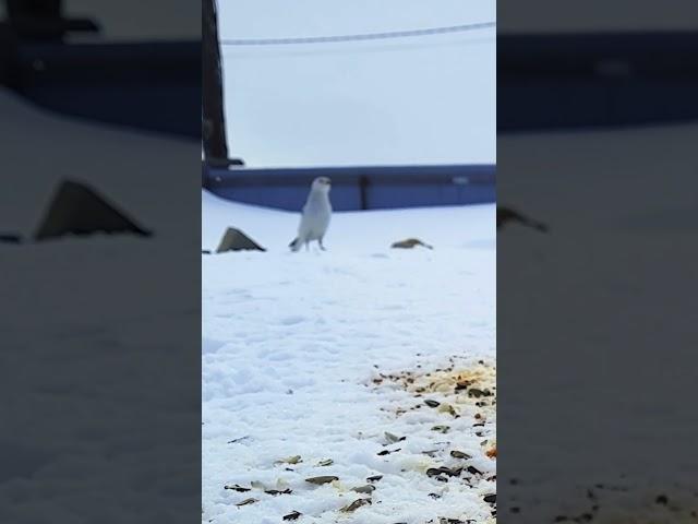 Пуночка бежит до кормушки (Snow bunting)