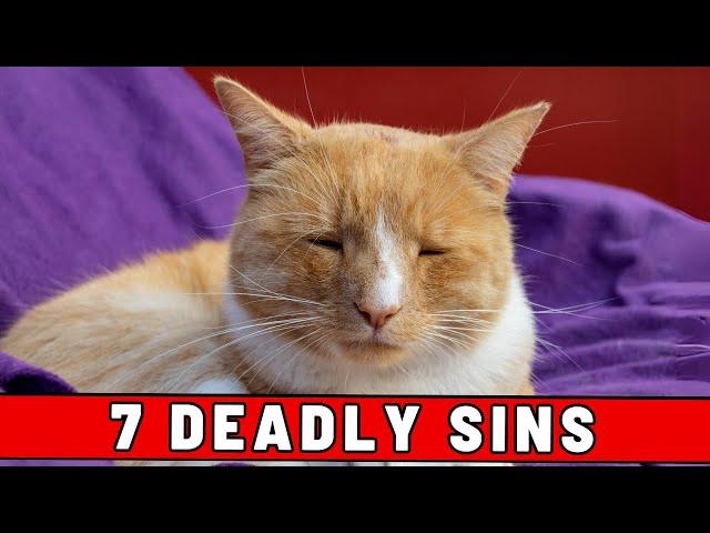 Seven Deadly Sins (According to Your Cat) - #4 Is Hilarious 