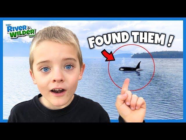 Kids kayak with ORCA WHALES and HUMPBACKS!