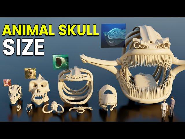 3D Skull Size Comparison | Biggest Skull | Bloop Vs El Gran Maja