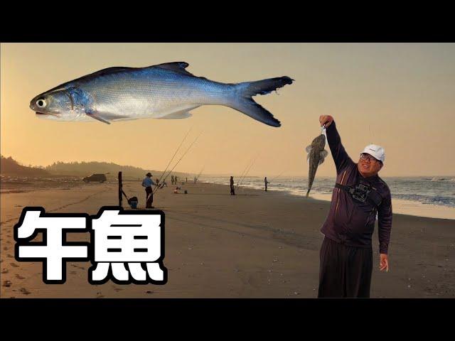 [胖咪]去追午魚 想不到來個意外之喜／ 又是一隻沙灘紀錄魚／surf fishing casting！