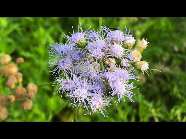 Plant Profile: Gregg's Blue Mistflower - Conoclinium (Eupatorium) greggii