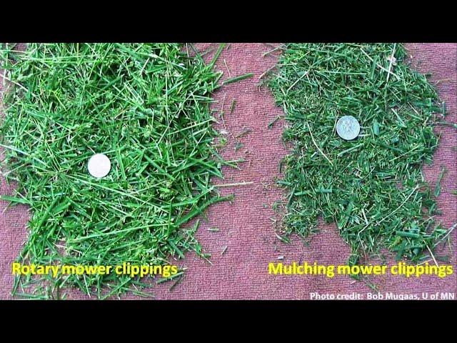 How to Care for a Lawn? | Ask a Landscaper