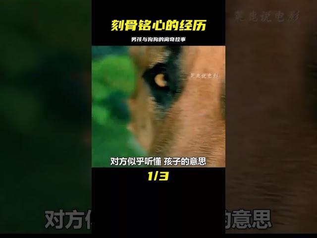 男孩和狗狗的一段令人印象深刻的離奇經歷，觸動心靈 #经典影片 #真实事件 #丛林故事 #荒野被困 #登山挑战