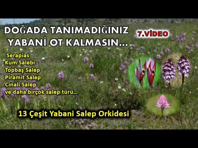 Doğada Tanımadığınız Faydalı Yabani Ot  Kalmasın Salep Türleri 7.Video