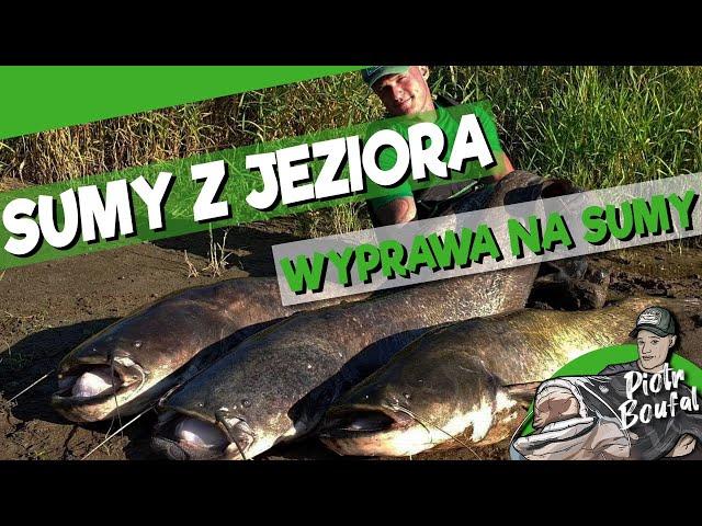 Jak złowić suma w jeziorze - czyli sumy ze stojącej wody / Konkurs sumowy  - WYPRAWA NA SUMY #22