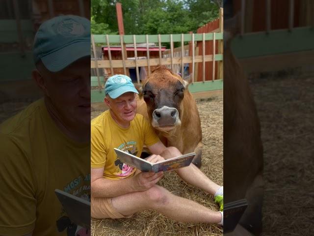 It’s Rescue Animal Story Time with Maisie and we are reading Llama Llama Nighty Night. #cow