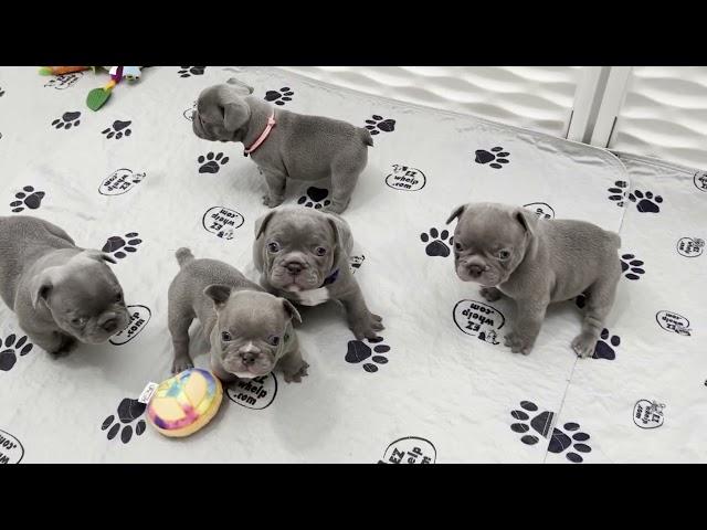 Cute Lilac French Bulldog Puppies - at 4 weeks old!