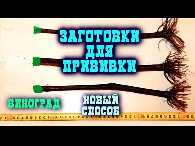 ПРОБЛЕМНЫЙ КЛИЕНТ, КАК МЫ ПРИВИВАЕМ САЖЕНЦЫ, НАШЕ ПРОИЗВОДСТВО, ЗАГОТОВКИ ДЛЯ ПРИВИВКИ