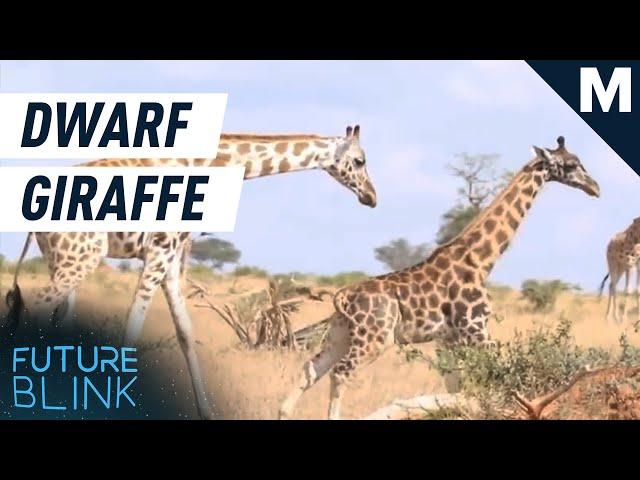 We're Happy To Inform You There Are Two Really Short Giraffes Out There | Future Blink