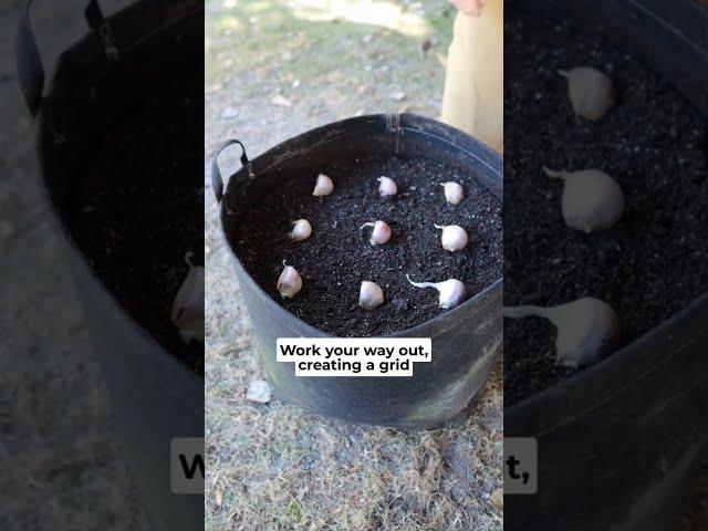 Grow Garlic in Containers with these EASY steps! #garlictips #howtogrowgarlic #containergardening