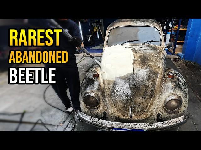 THIS IS THE WORLD’S RAREST BEETLE | CAR WASHING