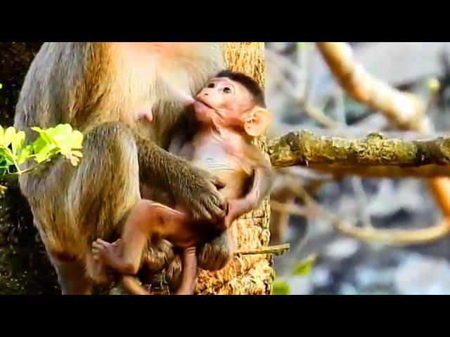 Lovely newborn baby monkey Jody trying to get mom milk on a tree