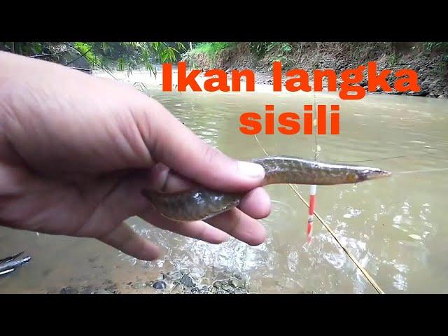 Mancing di sungai dapat ikan langka bro mantap betul...