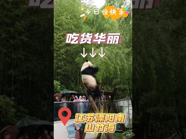 【乐趣无限！】大熊猫雨中美食秀：直播吃竹子吃到停不下来！看熊猫干饭真的好幸福#熊猫华丽