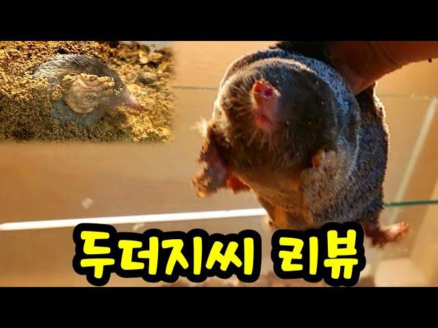 Korean mole