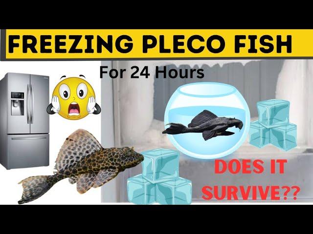 | Plecostomus | Freezing Pleco Fish in Freezer | #Plecostomus #FreezingPlecofishinfreezer #plecofish