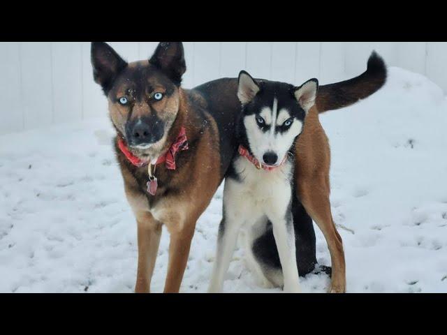 German Shepherd vs Huskies Funny Dog Videos 2024