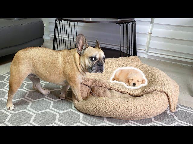 French Bulldog Shocked By Puppy Occupying Her Bed ** FUNNY PRANK