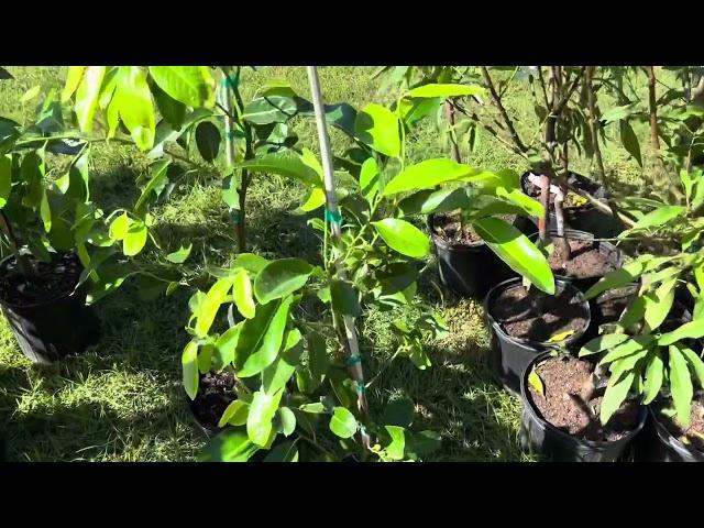 Latest delivery of tropical fruit trees