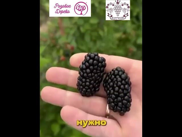 ТОП 3 сорта Ежевики без Шипов и не ползёт