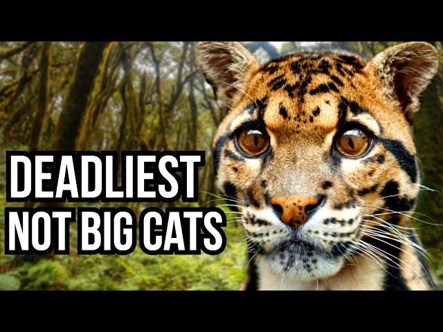 Ranking The 5 Deadliest Not Big Cats From Least Deadly To Deadliest