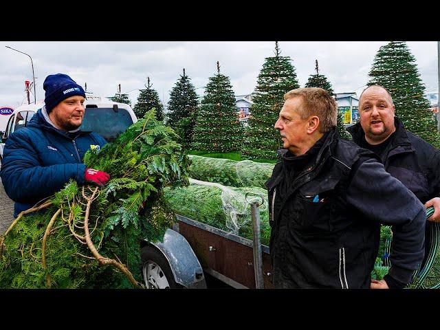 WEIHNACHTSBAUM Abholen, Aufstellen und Harald weiß von nichts! – wird das was?