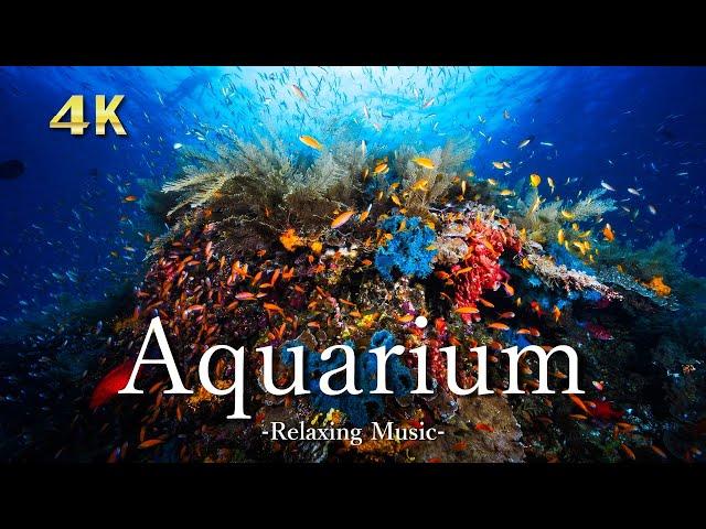 【4K】お家で水族館｜リラックス音楽と海の自然音｜お魚アクアリウム