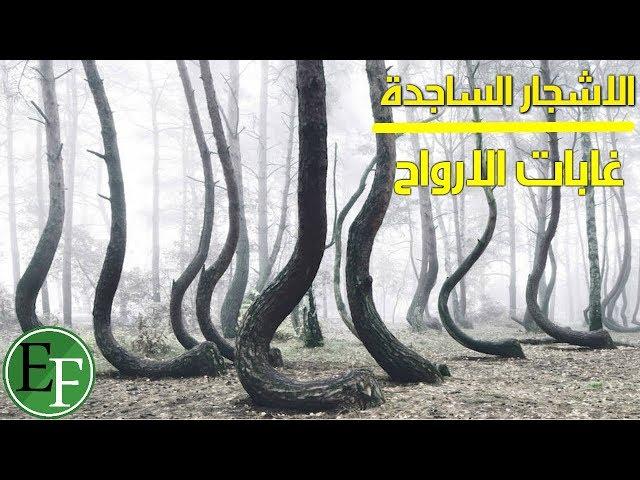 غرائب العالم الخمس التي عجز البشر عن تفسيرها