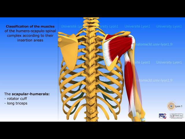 The Shoulder