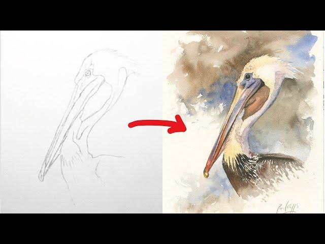 How to Paint a Pelican in Watercolour