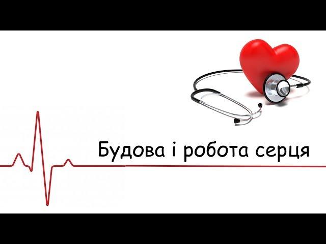 Серце: будова та функції. Робота серця