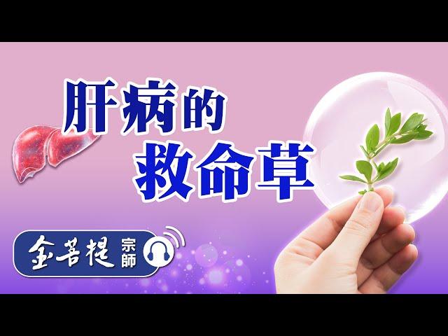 【音频纯享版】认识肝病的救命草 | EP3 肝病之三 | 金菩提宗师 健康系列