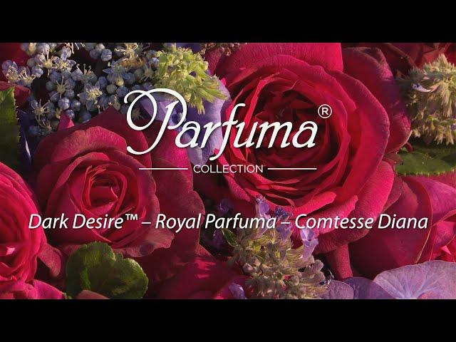 KORDES rose Dark Desire (Syn. Royal Parfuma, Comtesse Diana, Gräfin Diana) ((English Version))